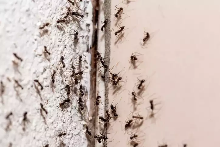 Ants moving along the exterior of a house